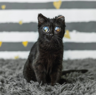 Illustration de l'article : Une famille d'accueil adopte d&eacute;finitivement ce chaton noir dont les yeux g&eacute;ants r&eacute;sultent d'une grave maladie
