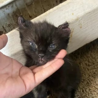 Illustration de l'article : Une famille d'accueil adopte d&eacute;finitivement ce chaton noir dont les yeux g&eacute;ants r&eacute;sultent d'une grave maladie