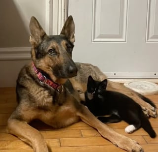 Illustration de l'article : &laquo; Il est temps d'adopter un chaton pour votre chien &raquo;, en un instant, un petit f&eacute;lin conquiert le c&oelig;ur d&rsquo;un Berger Allemand anxieux (vid&eacute;o)