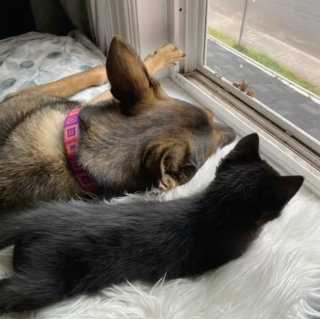 Illustration de l'article : &laquo; Il est temps d'adopter un chaton pour votre chien &raquo;, en un instant, un petit f&eacute;lin conquiert le c&oelig;ur d&rsquo;un Berger Allemand anxieux (vid&eacute;o)