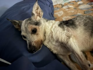 Illustration de l'article : &Acirc;g&eacute; de 25 ans, ce Rat Terrier rescap&eacute; utilise sa long&eacute;vit&eacute; exceptionnelle pour aider les chiens &acirc;g&eacute;s en refuge 