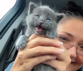 Illustration de l'article : Sauv&eacute;e de justesse lorsqu'elle &eacute;tait b&eacute;b&eacute;, cette chatte &agrave; 3 pattes impressionne sa pet-sitter par sa grande vitesse