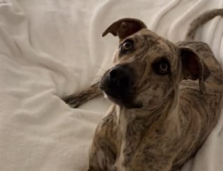 Illustration de l'article : Autrefois affam&eacute; dans la rue, ce chien rescap&eacute; s'endort d&eacute;sormais paisiblement sous les caresses de son adoptante (vid&eacute;o)