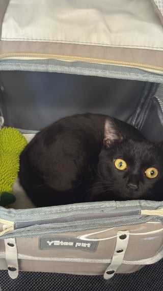 Illustration de l'article : &laquo; Contente de retrouver mon chat &raquo;, une Marseillaise r&eacute;cup&egrave;re son animal perdu 9 mois plus t&ocirc;t sur les rails de la gare de Rouen