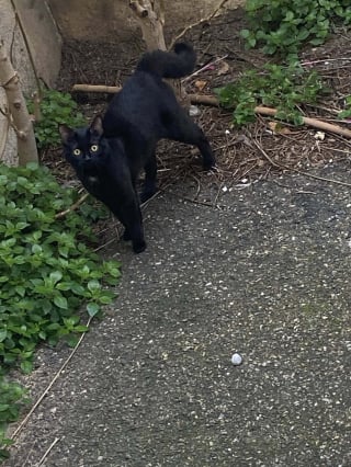 Illustration de l'article : &laquo; Contente de retrouver mon chat &raquo;, une Marseillaise r&eacute;cup&egrave;re son animal perdu 9 mois plus t&ocirc;t sur les rails de la gare de Rouen