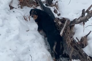 Illustration de l'article : Durant une promenade dans la neige, ce Bouvier Bernois s’échappe pour porter secours à un autre chien pétrifié de froid (vidéo)