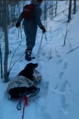 Illustration de l'article : Durant une promenade dans la neige, ce Bouvier Bernois s’échappe pour porter secours à un autre chien pétrifié de froid (vidéo)