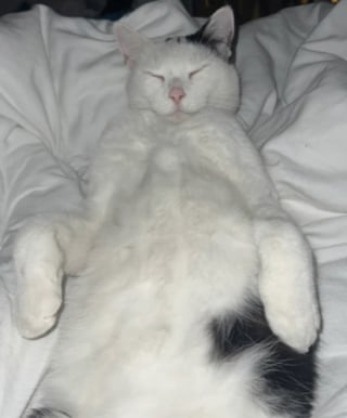 Illustration de l'article : &Agrave; l'insu de son propri&eacute;taire ce chat passe presque tout son temps dans l'appartement de sa voisine qui est presque devenue sa deuxi&egrave;me ma&icirc;tresse