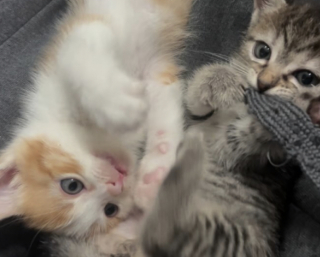 Illustration de l'article : Atteints de troubles moteurs, ces 2 chatons bénéficient d’une prise en charge précoce et remontent la pente bien plus vite que prévu