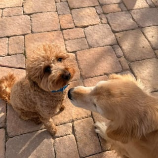Illustration de l'article : Abandonné à l'aéroport par sa maîtresse, ce chien est officiellement adopté par le policier venu le secourir