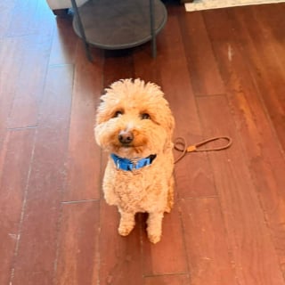 Illustration de l'article : Abandonné à l'aéroport par sa maîtresse, ce chien est officiellement adopté par le policier venu le secourir