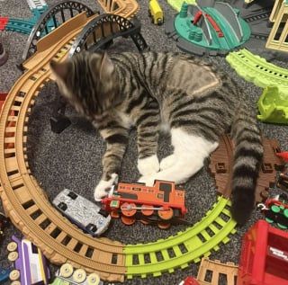 Illustration de l'article : Abandonnée dans un train, une jeune chatte conquiert le coeur d'une contrôleuse qui décide de l'adopter