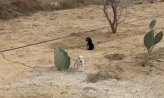 Illustration de l'article : Découverts blottis l'un contre l'autre dans le désert, ces 2 petits chiens errants sont mis en sécurité (vidéo)