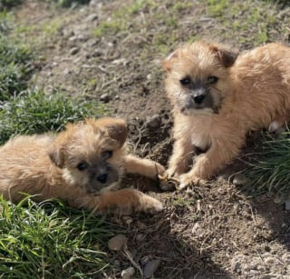 Illustration de l'article : Livrées à elles-mêmes dans une boîte en carton, ces 2 jeunes chiennes roumaines sont finalement adoptées ensemble