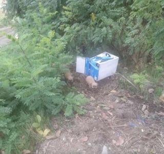 Illustration de l'article : Livrées à elles-mêmes dans une boîte en carton, ces 2 jeunes chiennes roumaines sont finalement adoptées ensemble