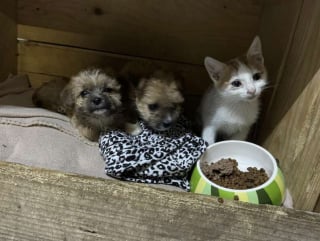 Illustration de l'article : Livrées à elles-mêmes dans une boîte en carton, ces 2 jeunes chiennes roumaines sont finalement adoptées ensemble