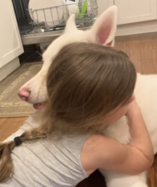 Illustration de l'article : « Sa personne préférée est rentrée », un Husky pleure de joie à l’arrivée du bus scolaire qui ramène sa petite maîtresse (vidéo)