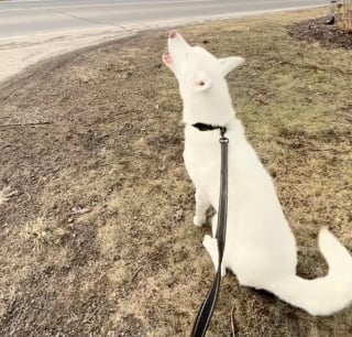 Illustration de l'article : « Sa personne préférée est rentrée », un Husky pleure de joie à l’arrivée du bus scolaire qui ramène sa petite maîtresse (vidéo)