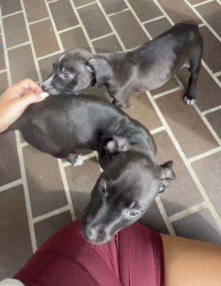 Illustration de l'article : &laquo; Mes petits b&eacute;b&eacute;s &raquo;, 2 chiots perdus transforment une matin&eacute;e ordinaire en adorable chaos chez une inconnue (vid&eacute;o)