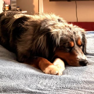 Illustration de l'article : &laquo; Bloqu&eacute;e en mode survie &raquo;, cette chienne Berger Australien terrifi&eacute;e est finalement adopt&eacute;e gr&acirc;ce &agrave; une longue r&eacute;&eacute;ducation de 6 mois