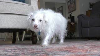 Illustration de l'article : Un s&eacute;nior chute dans la neige sans parvenir &agrave; se relever, la chienne des voisins comprend qu&rsquo;il se passe quelque chose et donne l'alerte