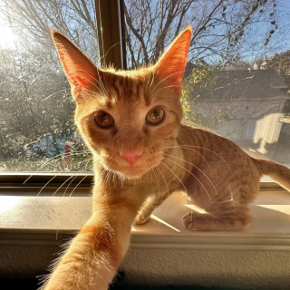 Illustration de l'article : Partie dormir ailleurs, cette jeune femme d&eacute;couvre avec &eacute;motion son chat roux l'attendant tristement toute la nuit (vid&eacute;o)