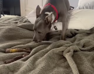 Illustration de l'article : Une chienne qui a attendu au refuge durant 11 ans appr&eacute;cie chaque seconde de son nouveau quotidien inesp&eacute;r&eacute; aupr&egrave;s de sa famille (vid&eacute;o)