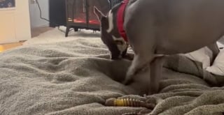 Illustration de l'article : Une chienne qui a attendu au refuge durant 11 ans appr&eacute;cie chaque seconde de son nouveau quotidien inesp&eacute;r&eacute; aupr&egrave;s de sa famille (vid&eacute;o)