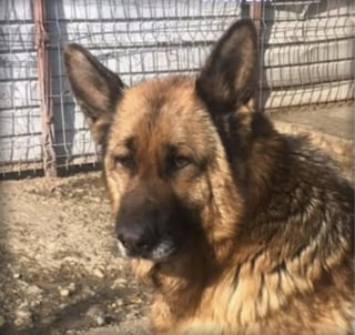 Illustration de l'article : &laquo; Vlada souhaite rattraper le temps perdu &raquo;, attach&eacute;e dans une cave, cette chienne esp&egrave;re trouver une famille aimante gr&acirc;ce &agrave; vous