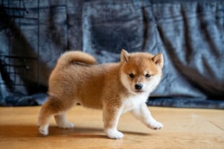 Illustration de l'article : Trahie par son ancienne famille, cette chienne vivant sous un arbre fait tout son possible pour garder ses chiots en vie