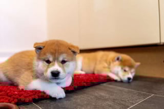 Illustration de l'article : Trahie par son ancienne famille, cette chienne vivant sous un arbre fait tout son possible pour garder ses chiots en vie