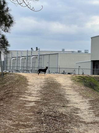 Illustration de l'article : Laissée devant un refuge, cette chienne fidèle refuse d'abandonner le gant de celui qu'elle aimait