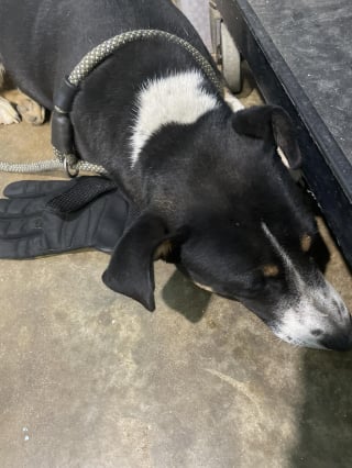 Illustration de l'article : Laissée devant un refuge, cette chienne fidèle refuse d'abandonner le gant de celui qu'elle aimait