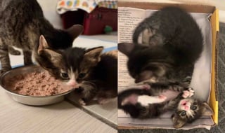 Illustration de l'article : Rest&eacute;e toute petite apr&egrave;s de graves maladies, cette courageuse chatte tigr&eacute;e charme d&eacute;finitivement sa famille d'adoption