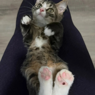 Illustration de l'article : Rest&eacute;e toute petite apr&egrave;s de graves maladies, cette courageuse chatte tigr&eacute;e charme d&eacute;finitivement sa famille d'adoption