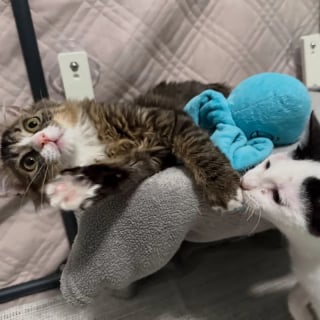 Illustration de l'article : Rest&eacute;e toute petite apr&egrave;s de graves maladies, cette courageuse chatte tigr&eacute;e charme d&eacute;finitivement sa famille d'adoption