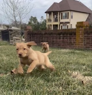 Illustration de l'article : « Elles ne valent rien pour l’éleveur », rejetés à cause d'une anomalie de locomotion, ces chiots font leurs premiers pas vers l'espoir (vidéo)