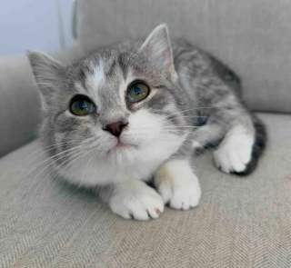 Illustration de l'article : Encouragée par sa fratrie, une petite chatte apprend la confiance avant de trouver sa famille pour la vie aux côtés de sa soeur