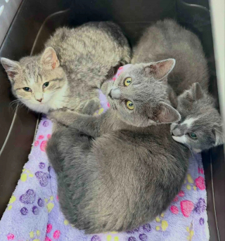 Illustration de l'article : Encouragée par sa fratrie, une petite chatte apprend la confiance avant de trouver sa famille pour la vie aux côtés de sa soeur