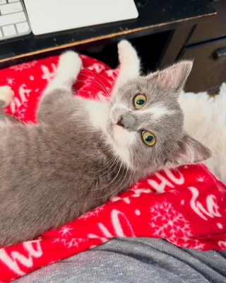 Illustration de l'article : Encouragée par sa fratrie, une petite chatte apprend la confiance avant de trouver sa famille pour la vie aux côtés de sa soeur