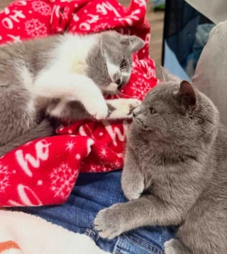 Illustration de l'article : Encouragée par sa fratrie, une petite chatte apprend la confiance avant de trouver sa famille pour la vie aux côtés de sa soeur