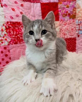 Illustration de l'article : Encouragée par sa fratrie, une petite chatte apprend la confiance avant de trouver sa famille pour la vie aux côtés de sa soeur