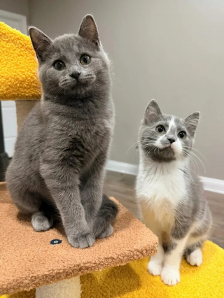 Illustration de l'article : Encouragée par sa fratrie, une petite chatte apprend la confiance avant de trouver sa famille pour la vie aux côtés de sa soeur