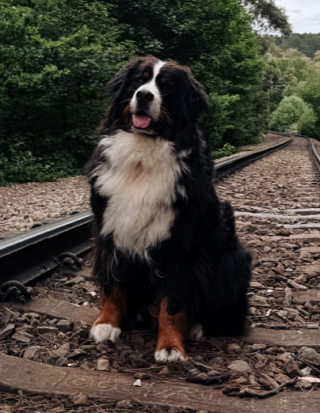 Illustration de l'article : Apr&egrave;s un moment tr&egrave;s agr&eacute;able pass&eacute; au parc, ce Bouvier Bernois refuse cat&eacute;goriquement de monter dans la voiture de sa ma&icirc;tresse (vid&eacute;o)