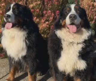 Illustration de l'article : Apr&egrave;s un moment tr&egrave;s agr&eacute;able pass&eacute; au parc, ce Bouvier Bernois refuse cat&eacute;goriquement de monter dans la voiture de sa ma&icirc;tresse (vid&eacute;o)