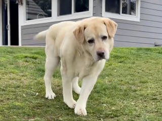 Illustration de l'article : « Les chiens n’abandonnent jamais », malgré ces problèmes de mobilité, ce Labrador porté par l’amour de sa famille a décidé de vivre sa vie pleinement (vidéo)