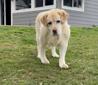 Illustration de l'article : « Les chiens n’abandonnent jamais », malgré ces problèmes de mobilité, ce Labrador porté par l’amour de sa famille a décidé de vivre sa vie pleinement (vidéo)