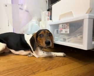 Illustration de l'article : Terroris&eacute; et cach&eacute; sous un bureau, ce Beagle rescap&eacute; d'un sombre garage est r&eacute;&eacute;duqu&eacute; puis d&eacute;finitivement adopt&eacute;