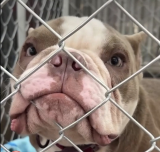 Illustration de l'article : Une femme bienveillante trouve un chien abandonn&eacute; atteint d&rsquo;un cancer et s&rsquo;assure qu&rsquo;il re&ccedil;oive le traitement n&eacute;cessaire pour gu&eacute;rir (vid&eacute;o)