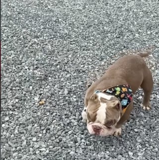 Illustration de l'article : Une femme bienveillante trouve un chien abandonn&eacute; atteint d&rsquo;un cancer et s&rsquo;assure qu&rsquo;il re&ccedil;oive le traitement n&eacute;cessaire pour gu&eacute;rir (vid&eacute;o)